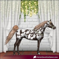 Horse Color:Liver Chestnut Appaloosa 