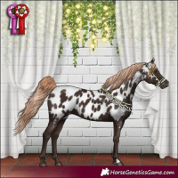 Horse Color:Liver Chestnut Near Leopard 