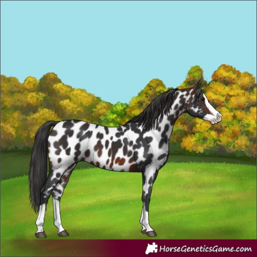 Horse Color:Brown Splash Near Leopard 