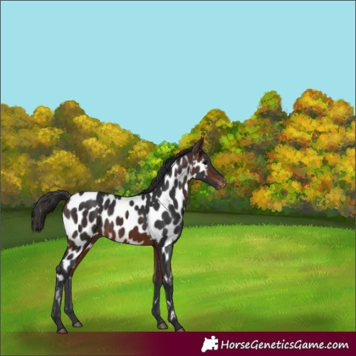 Horse Color:Brown Appaloosa 