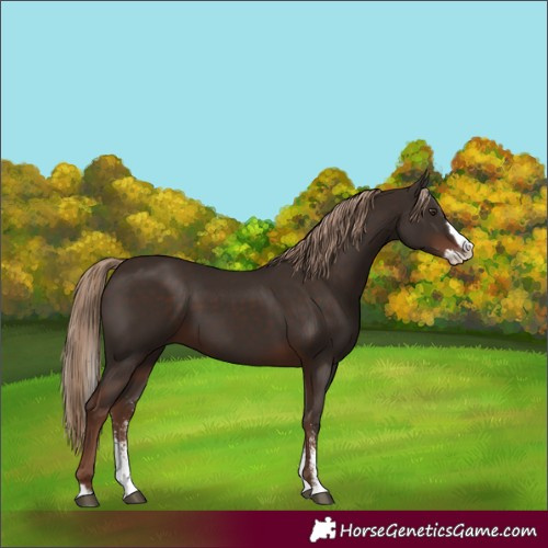 Horse Color:Liver Chestnut Sabino Splash