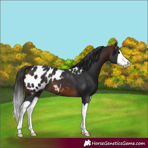 Horse Color:Brown Splash Blanket