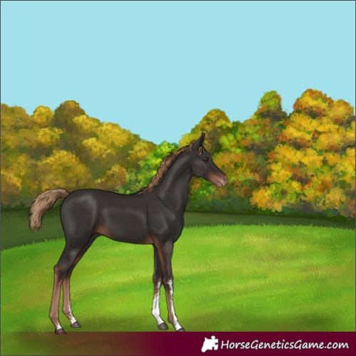Horse Color:Liver Chestnut Sabino Appaloosa 