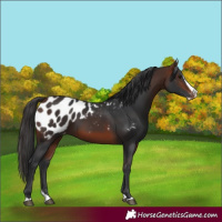 Horse Color:Bay Splash Blanket