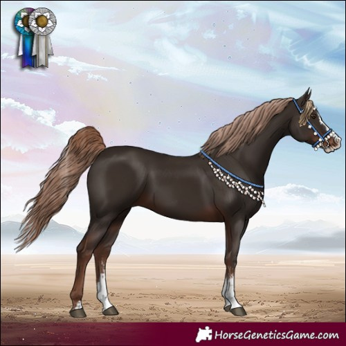 Horse Color:Liver Chestnut Sabino Splash