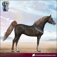 Horse Color:Liver Chestnut Sabino Splash