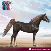 Horse Color:Liver Chestnut Sabino Splash