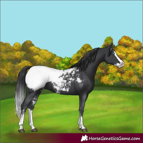 Horse Color:Black Sabino Splash Snowcap 
