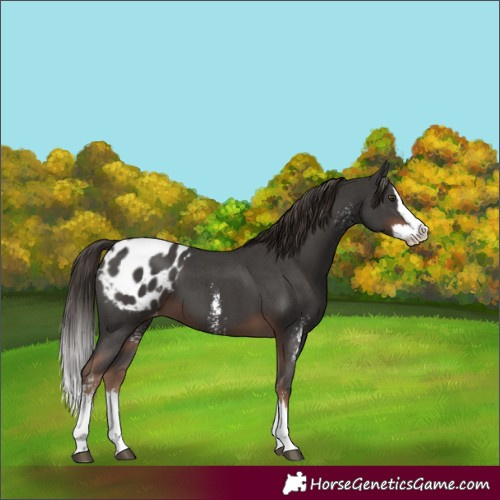 Horse Color:Liver Chestnut Sabino Splash Blanket