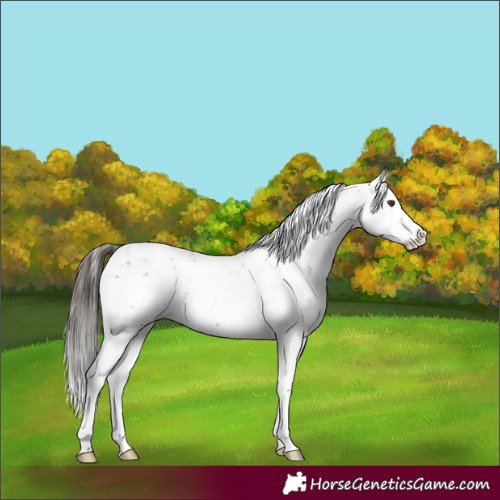 Horse Color:Liver Chestnut Sabino Splash Near Leopard