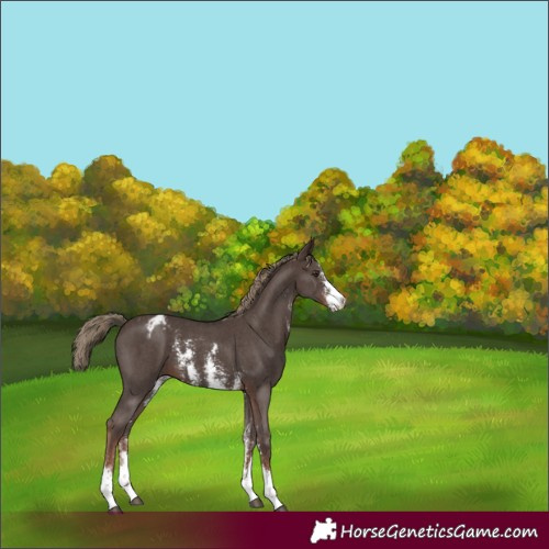 Horse Color:Liver Chestnut Sabino Appaloosa 