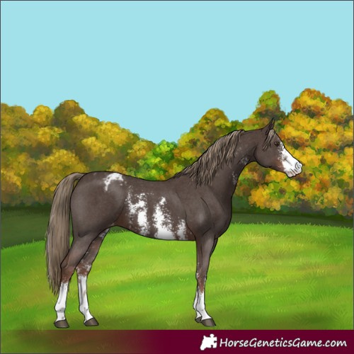 Horse Color:Liver Chestnut Sabino Blanket