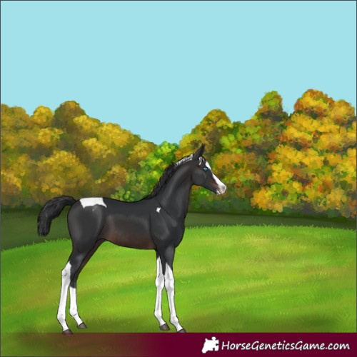 Horse Color:Brown Splash Tobiano Appaloosa 