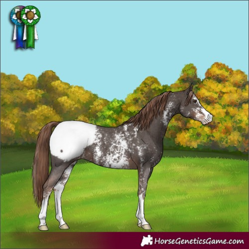 Horse Color:Liver Chestnut Sabino Snowcap
