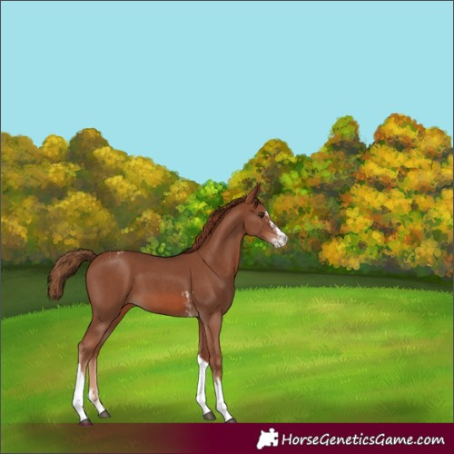 Horse Color:Chestnut Sabino Tobiano Appaloosa 