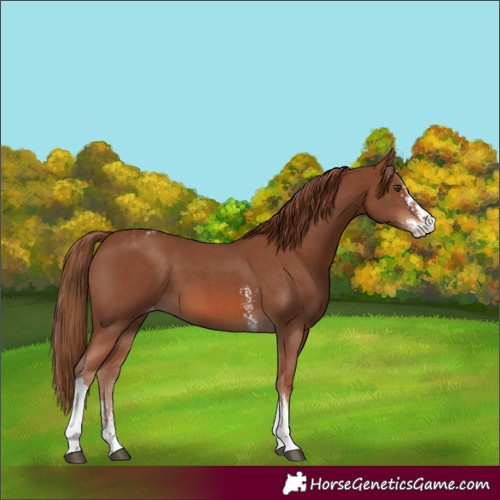 Horse Color:Chestnut Sabino Tobiano Varnish