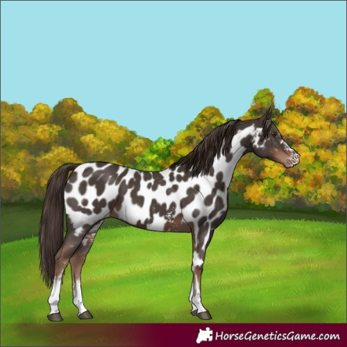 Horse Color:Liver Chestnut Sabino Near Leopard
