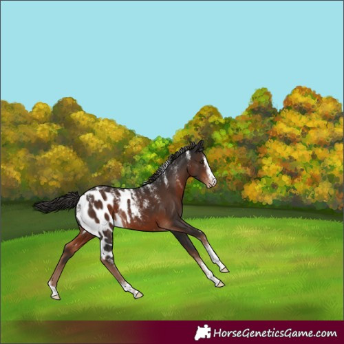 Horse Color:Powder White Liver Chestnut Skewed Appaloosa