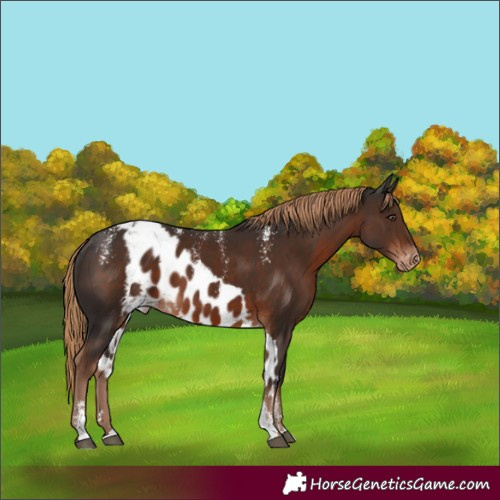 Horse Color:Powder White Liver Chestnut Skewed Appaloosa Rabicano