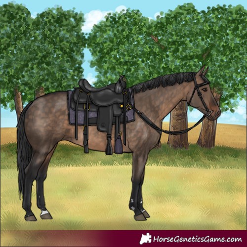 Horse Color:Brown Dun 