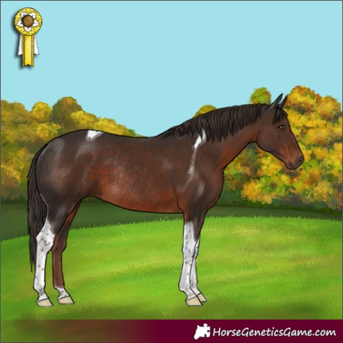 Horse Color:Liver Chestnut Tobiano Rabicano 