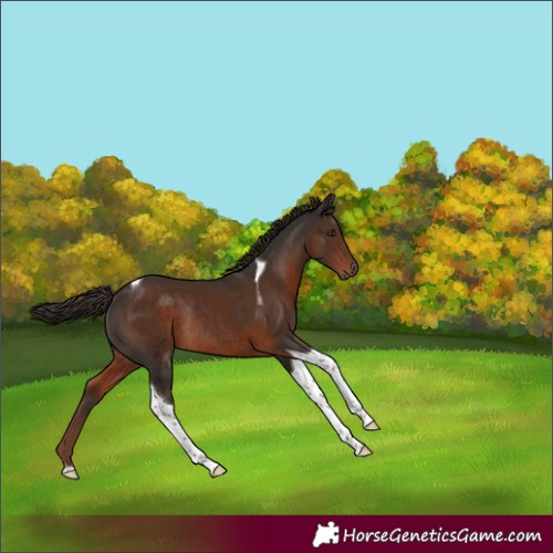 Horse Color:Liver Chestnut Tobiano Rabicano