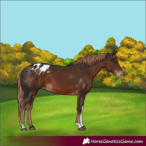 Horse Color:Liver Chestnut Tobiano Blanket Rabicano