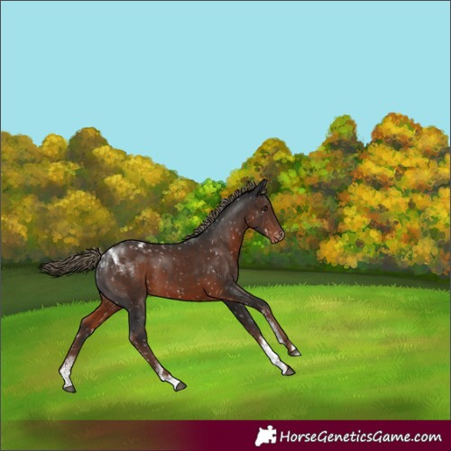 Horse Color:Powder White Liver Chestnut Appaloosa Rabicano 
