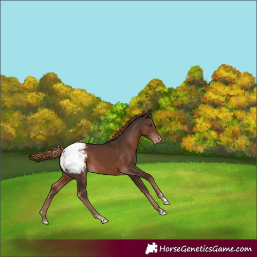 Horse Color:Liver Chestnut Appaloosa 