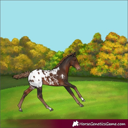 Horse Color:Liver Chestnut Appaloosa 