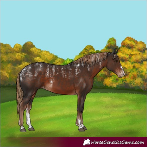 Horse Color:Powder White Liver Chestnut Skewed Appaloosa