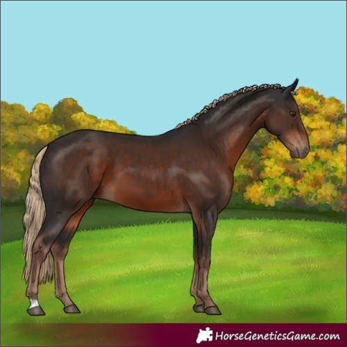 Horse Color:Liver Chestnut