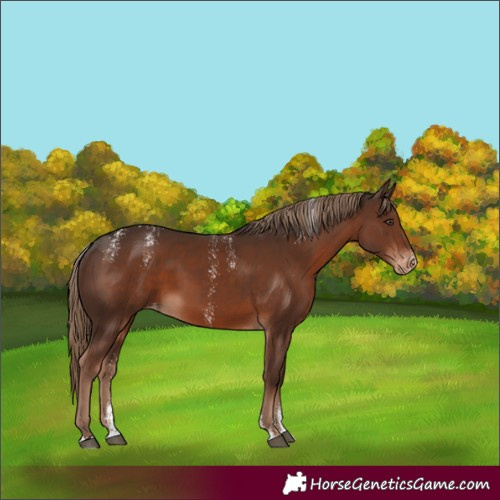 Horse Color:Powder White Liver Chestnut Skewed LP Spotted Rabicano 
