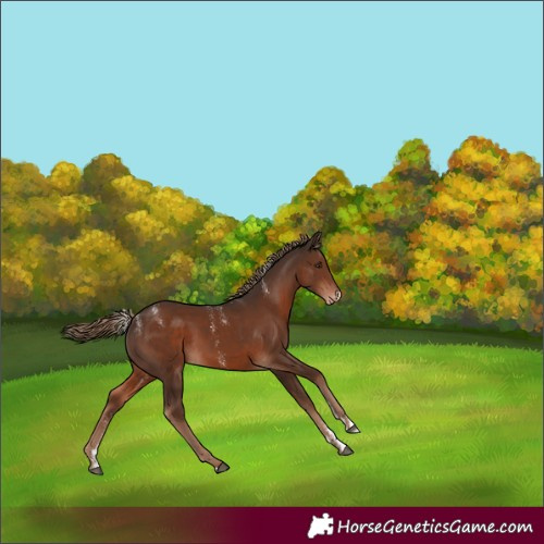 Horse Color:Powder White Liver Chestnut Skewed Appaloosa Rabicano