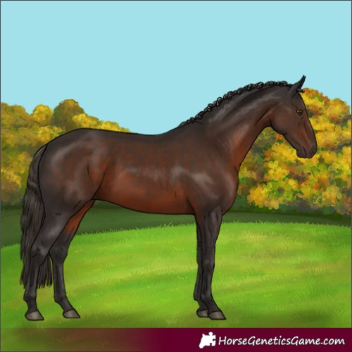 Horse Color:Liver Chestnut 