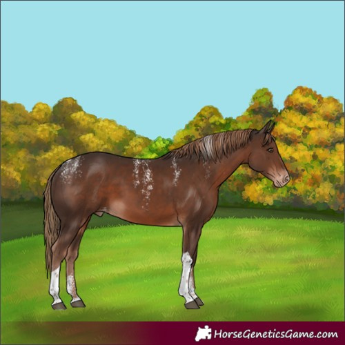 Horse Color:Powder White Liver Chestnut Tobiano Appaloosa