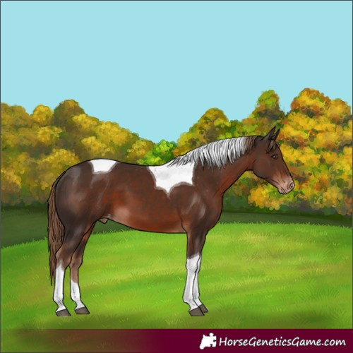 Horse Color:Liver Chestnut Tobiano Appaloosa