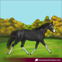Horse Color:Gray White Spotted Liver Chestnut