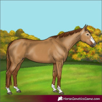 Horse Color:Gray Red Dun