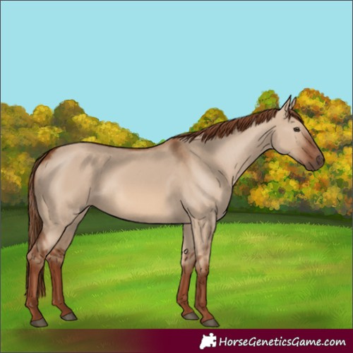Horse Color:Red Dun 
