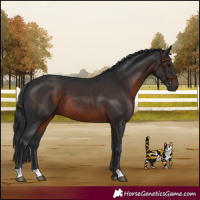Horse Color:Brown 