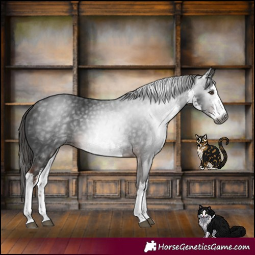 Horse Color:Gray White Spotted Liver Chestnut 