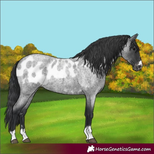 Horse Color:Blue Roan Skewed LP Spotted 