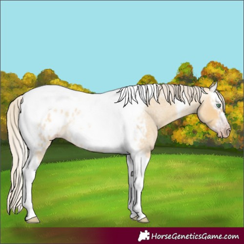 Horse Color:Gray Silver Amber Cream Champagne Roan Dun Splash Tobiano Frame Appaloosa Rabicano