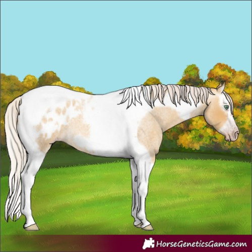 Horse Color:Gray Silver Amber Cream Champagne Roan Dun Splash Tobiano Frame Appaloosa Rabicano