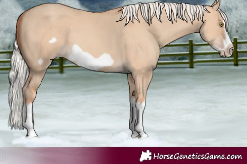 Horse Color:Silver Classic Champagne Dun Splash Frame