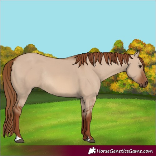 Horse Color:Red Dun Rabicano