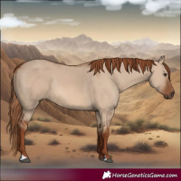 Horse Color:Red Dun Rabicano 