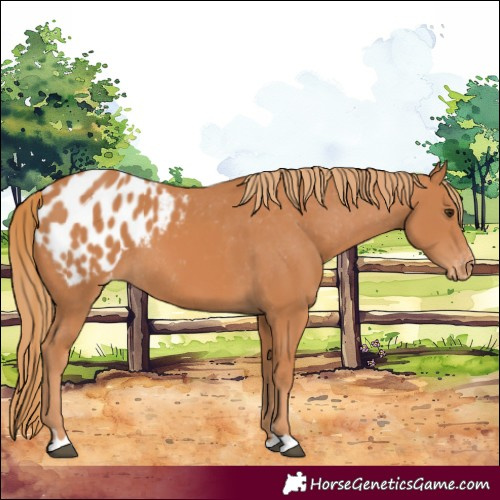 Horse Color:Chestnut Appaloosa Rabicano 