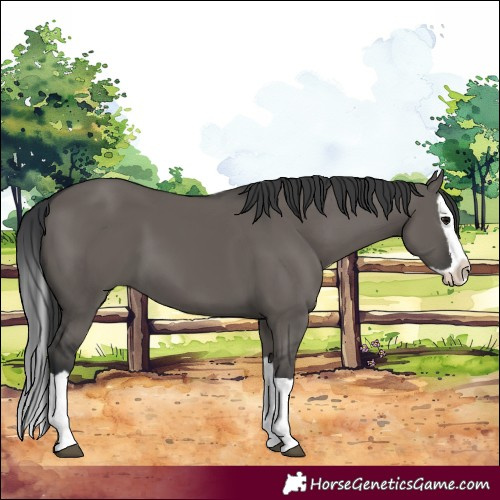 Horse Color:Grullo Splash